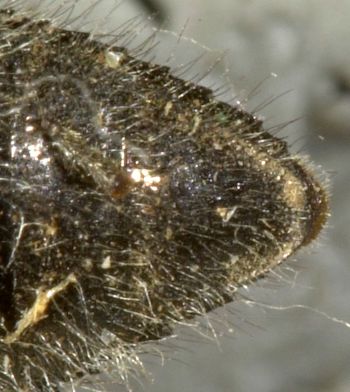 Media type: image;   Entomology 24431 Aspect: anal sclerite
